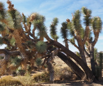 Kalifornien – Joshua Tree NP