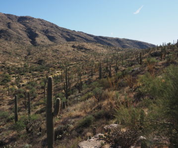 Arizona – Saguaro NP