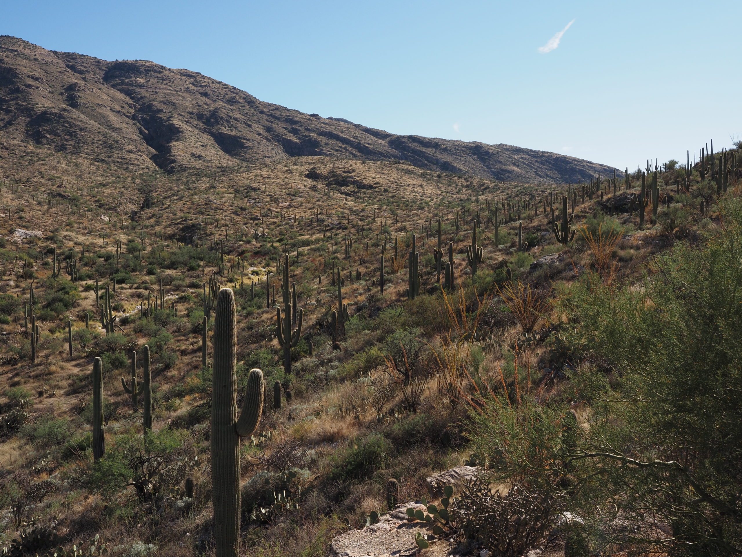 Arizona – Saguaro NP