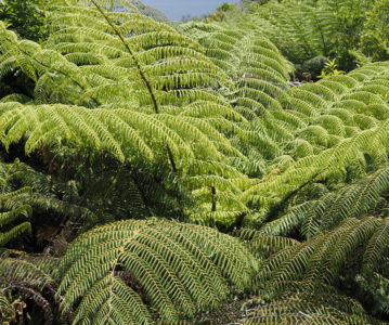 NEUSEELAND – Flora