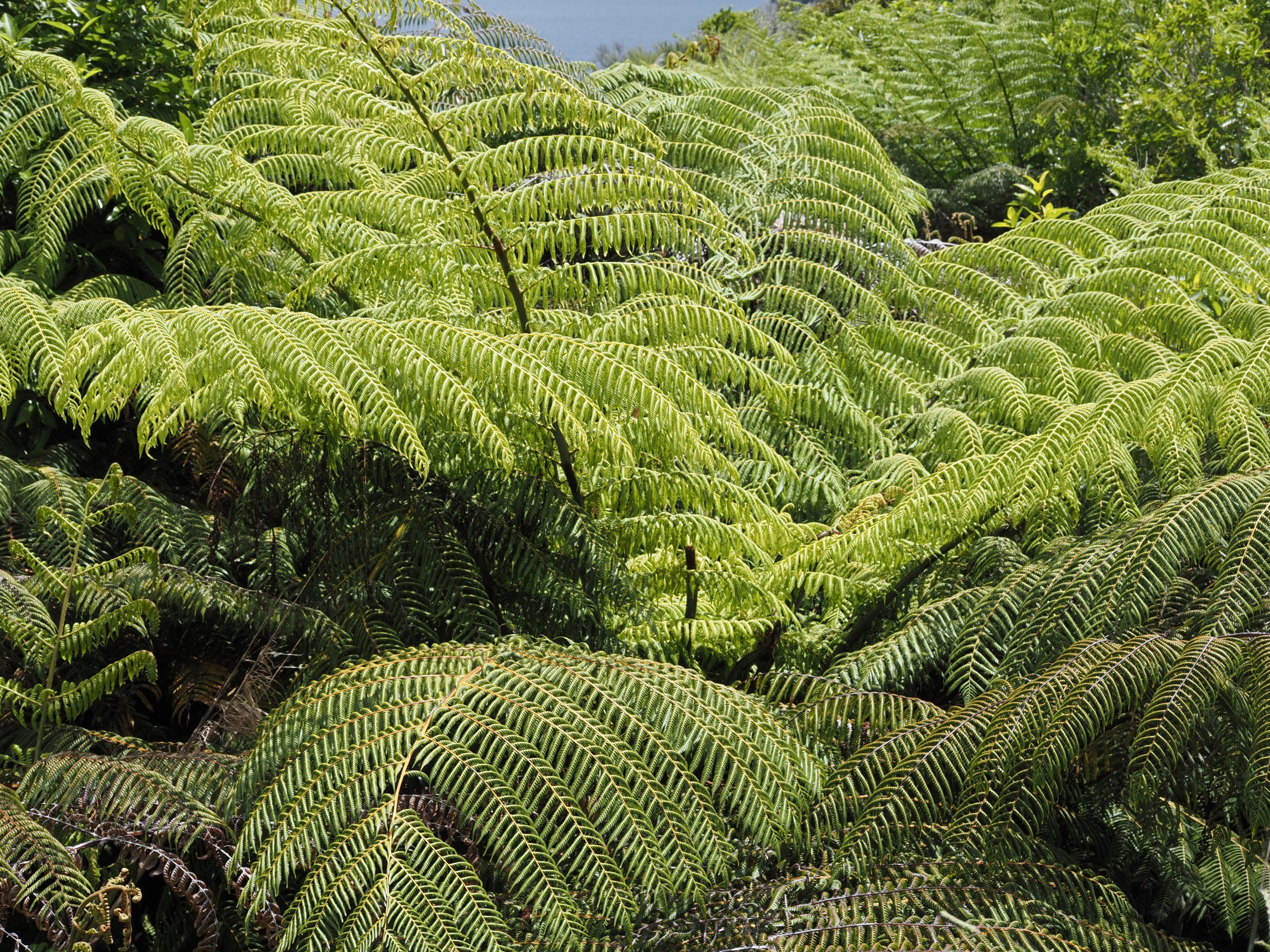 NEUSEELAND – Flora