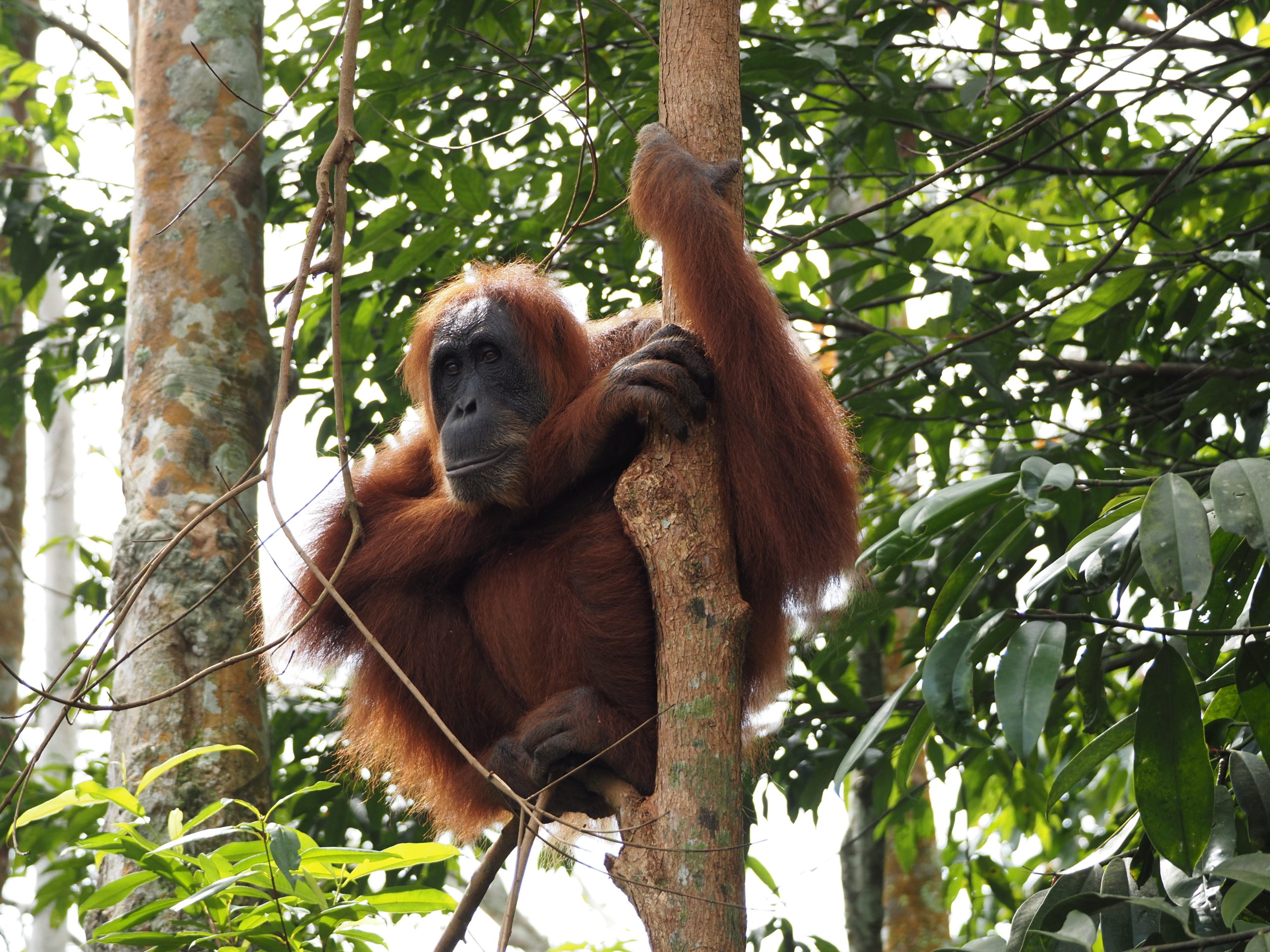 INDONESIEN – Sumatra