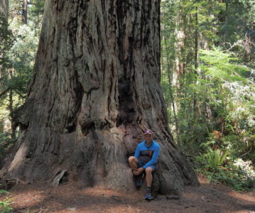 USA – Redwood Nationalpark