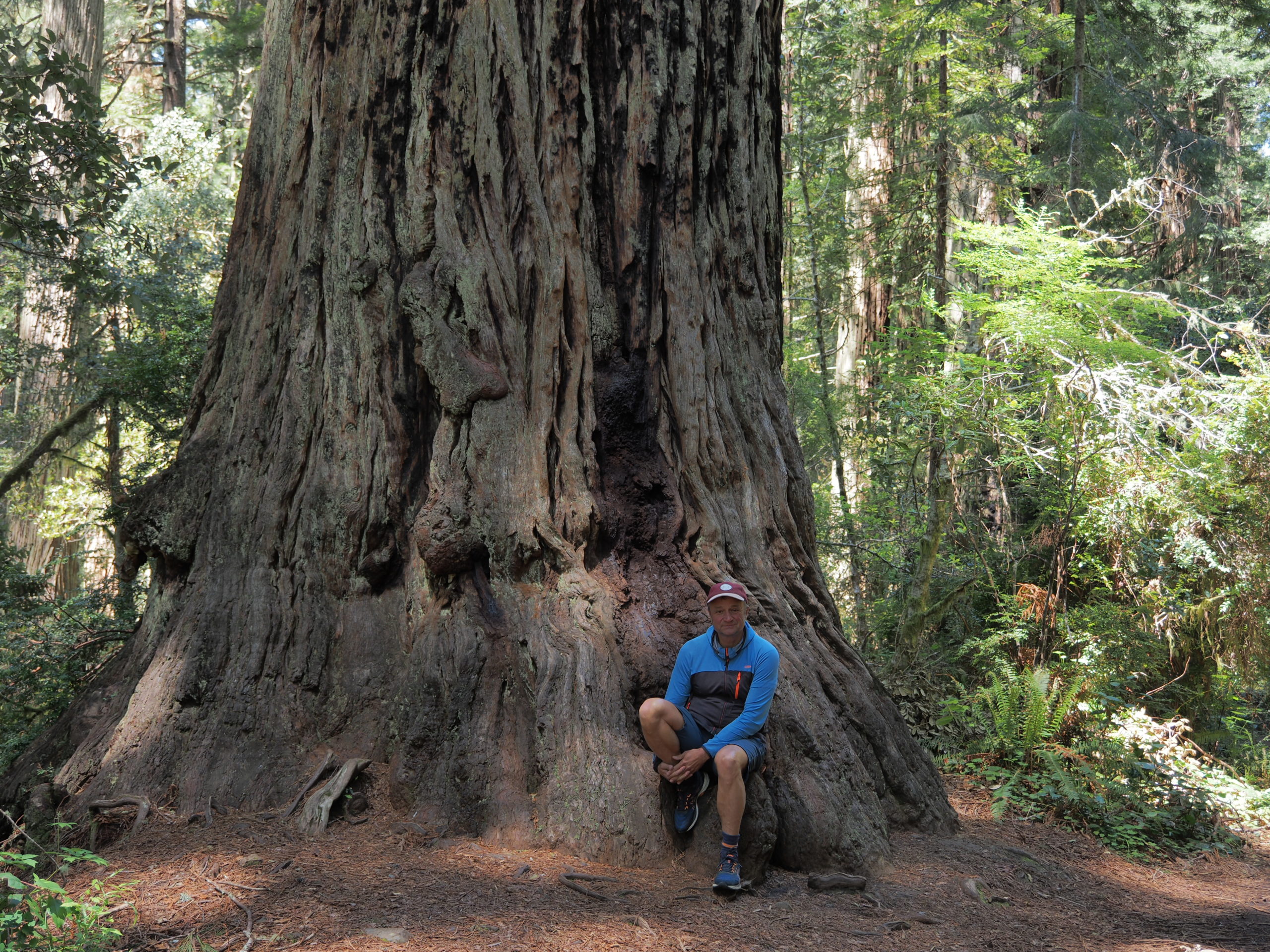 USA – Redwood Nationalpark