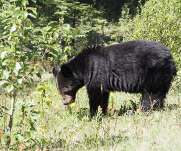 KANADA – Jasper NP