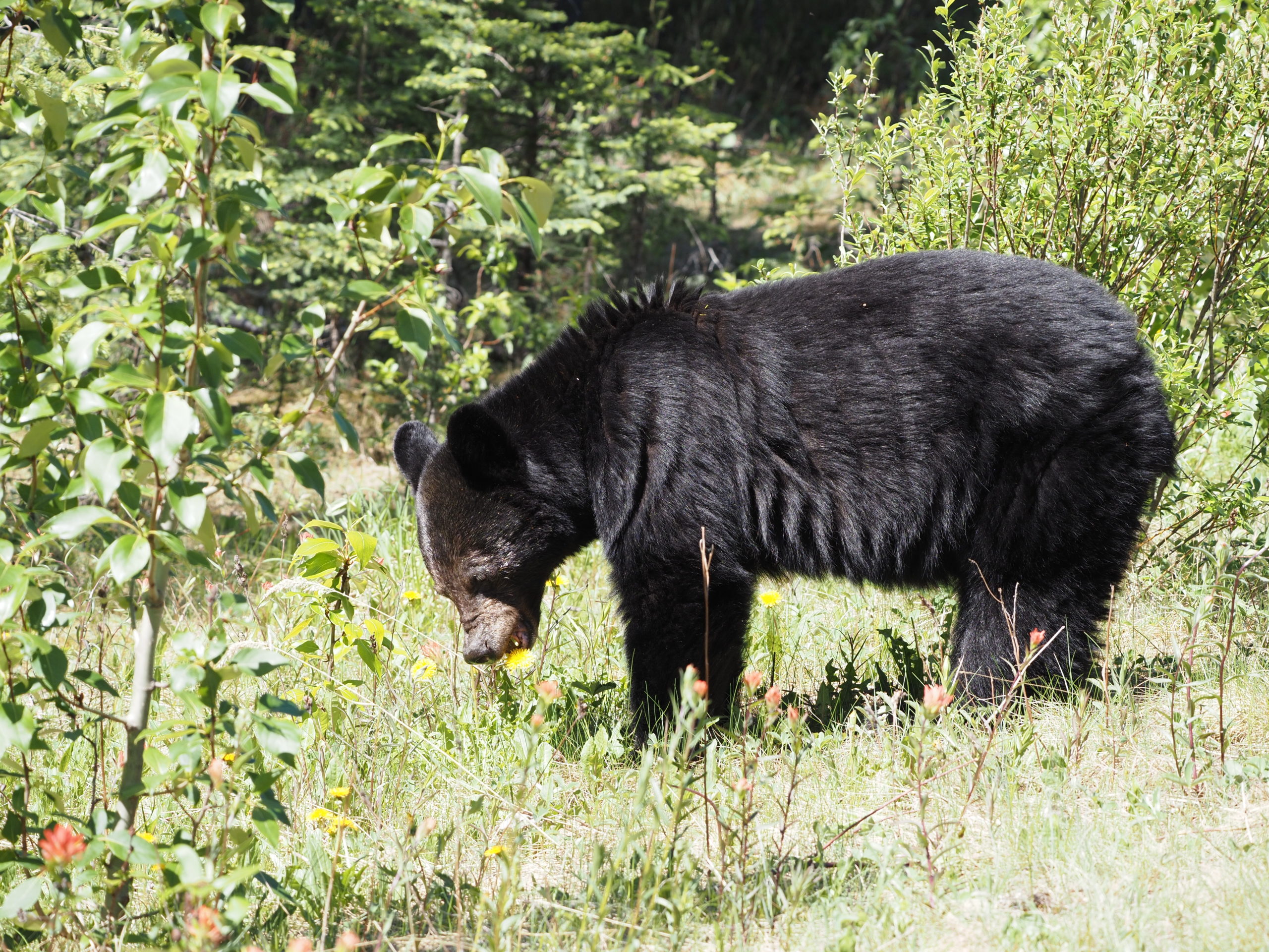 KANADA – Jasper NP