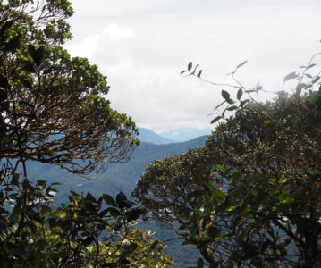 MALAYSIA: Cameron Highlands