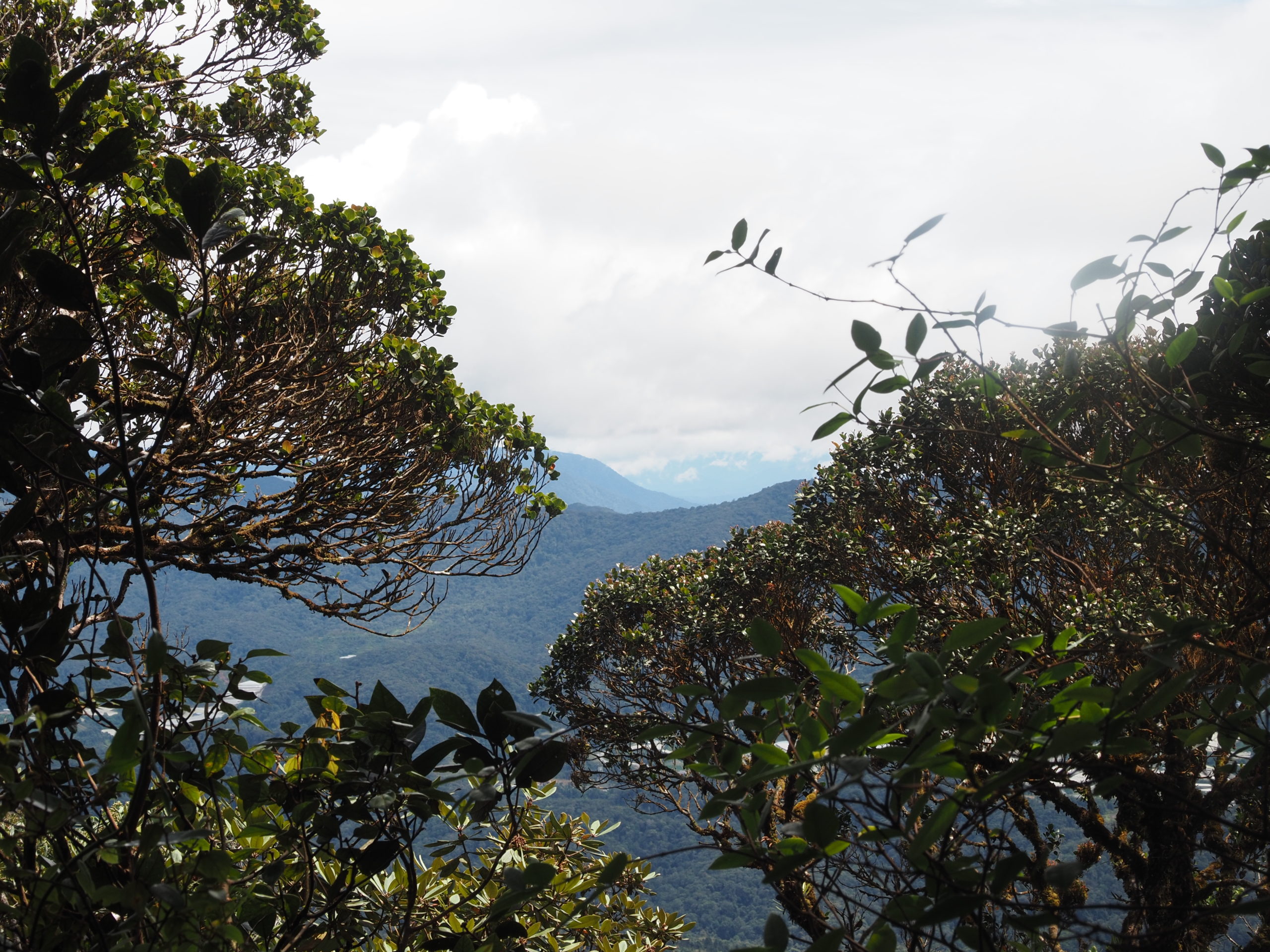 MALAYSIA: Cameron Highlands