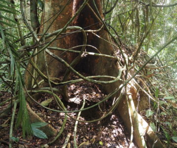 MALAYSIA: im Dschungel – Taman Negara NP