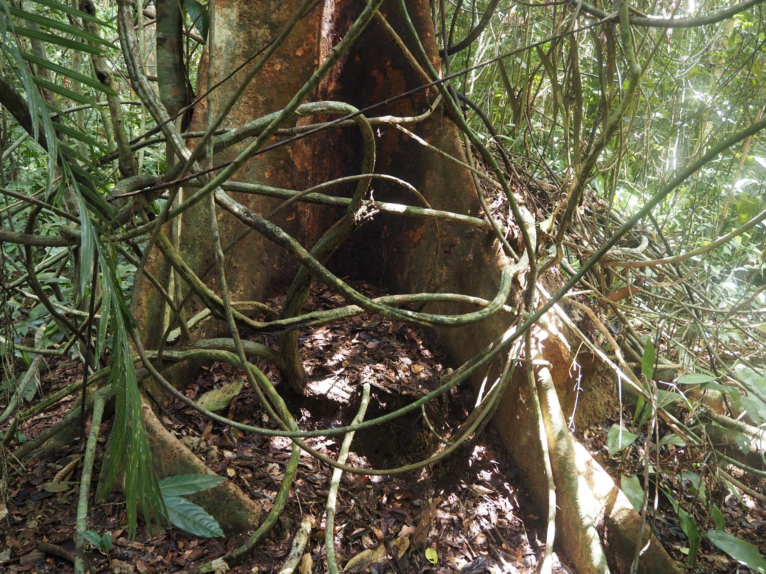 MALAYSIA: im Dschungel – Taman Negara NP